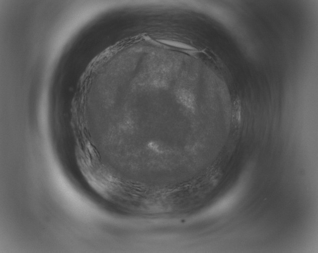 X0000076350431200610201805