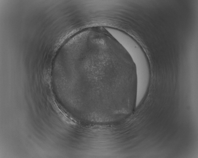 X0000076350434200610201804