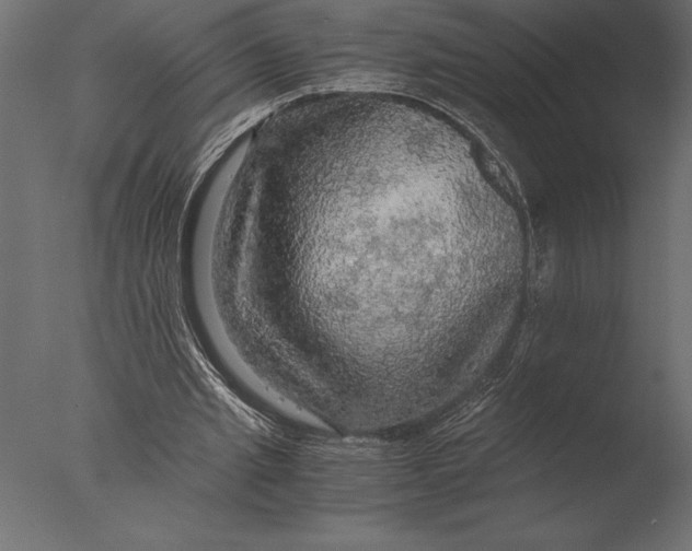 X0000076350437200610201804