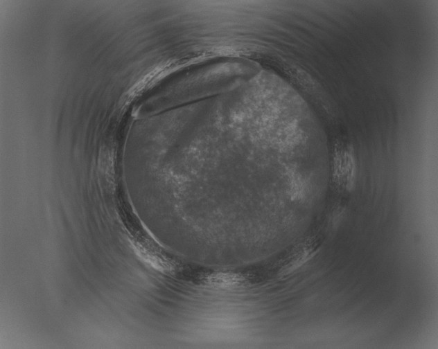 X0000076350444200610201804