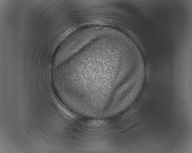 X0000076350445200610201804