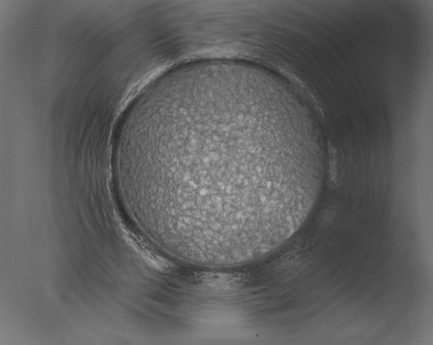 X0000076350486200610201804