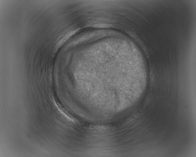 X0000076350533200610201803