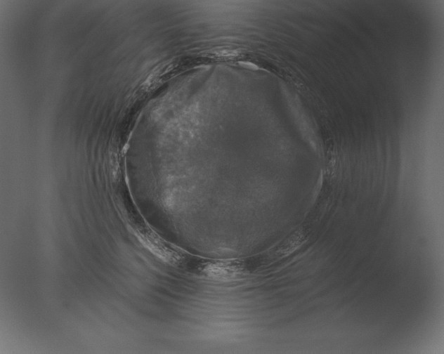 X0000076350568200610201803