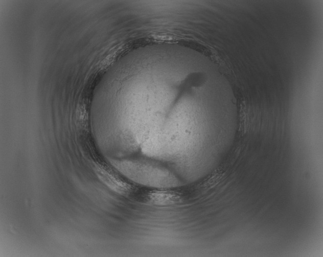 X0000076350614200610201802