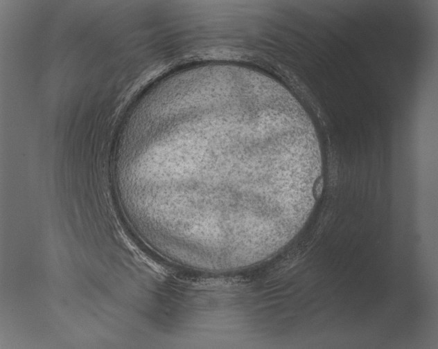 X0000076350625200610201801