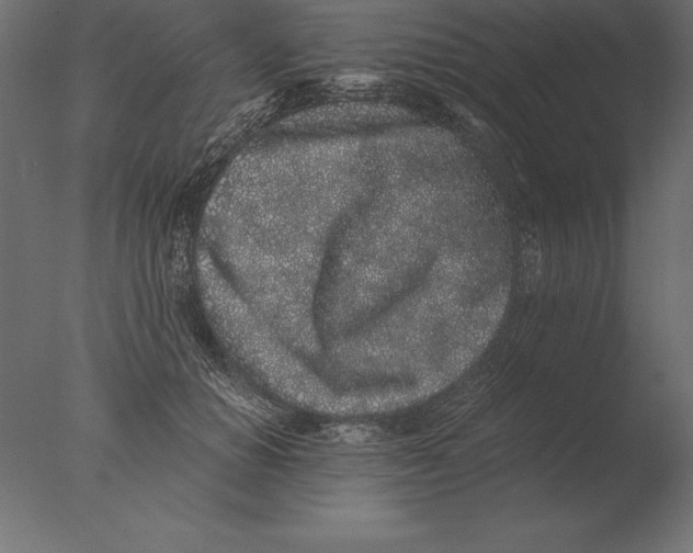 X0000076350654200610201801