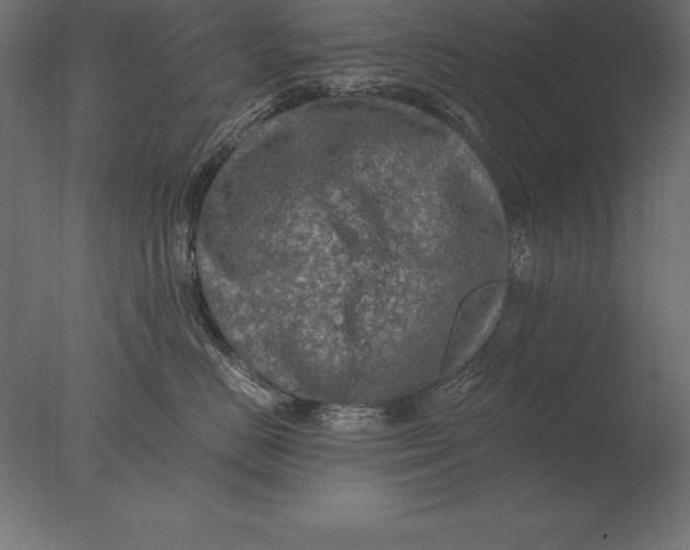 X0000076350670200610201802