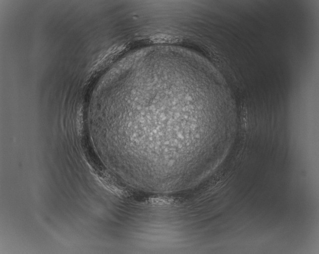 X0000076350690200610201800