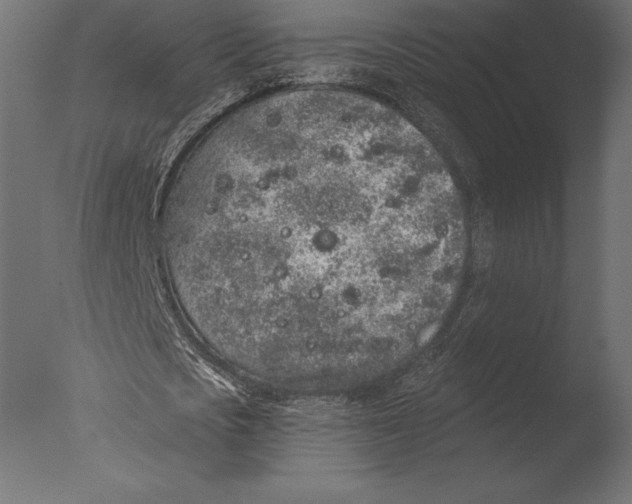 X0000076350721200610201759