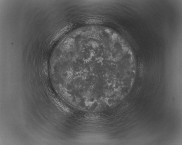 X0000076350729200610201759