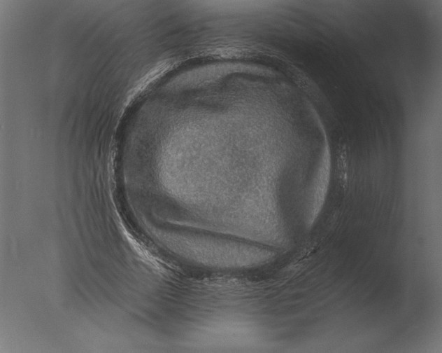 X0000076350730200610201759