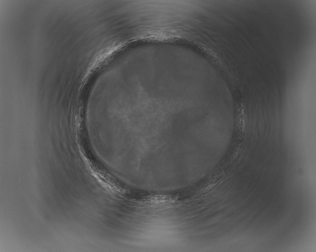 X0000076350736200610201759