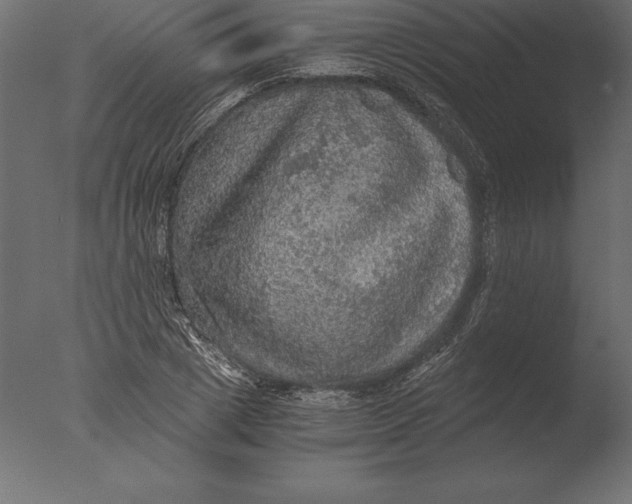 X0000076350833200610201758