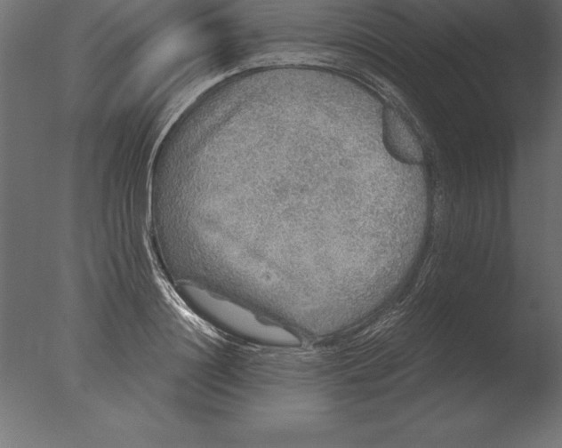 X0000076350844200610201758