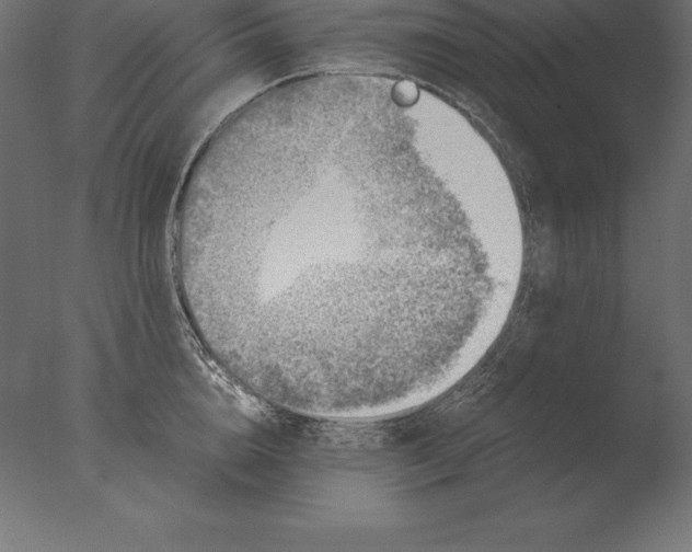 X0000076350856200610201758