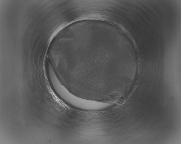 X0000076350944200610201756