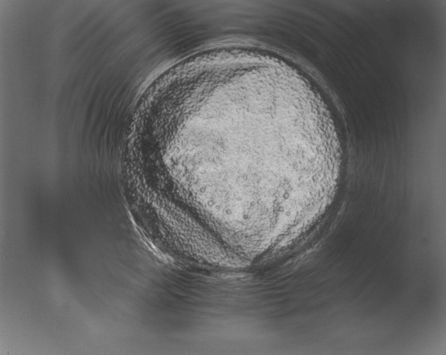 X0000076350953200610201757