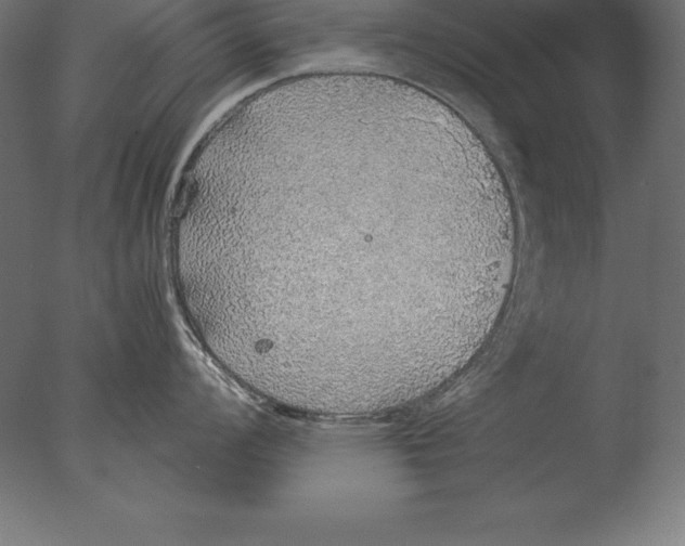 X0000076351008200610201755