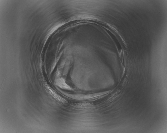 X0000076351024200610201755