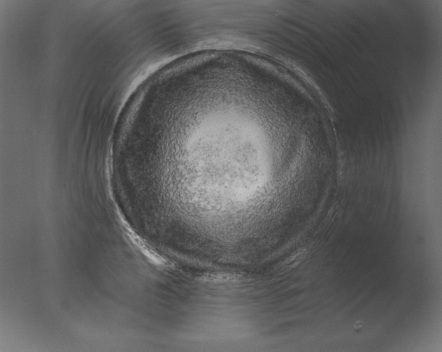 X0000076351040200610201755