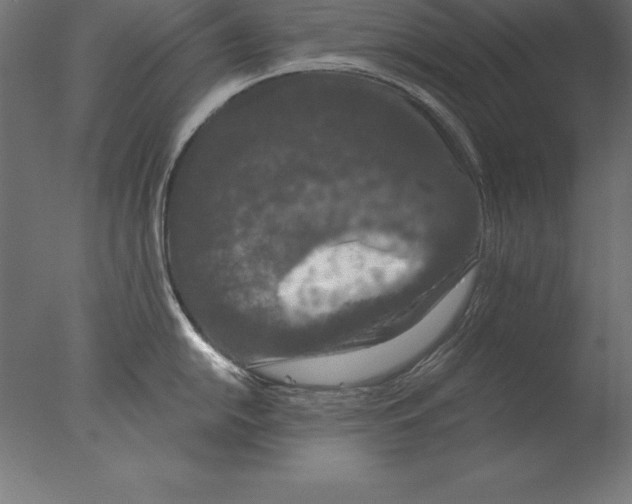 X0000076351054200610201755