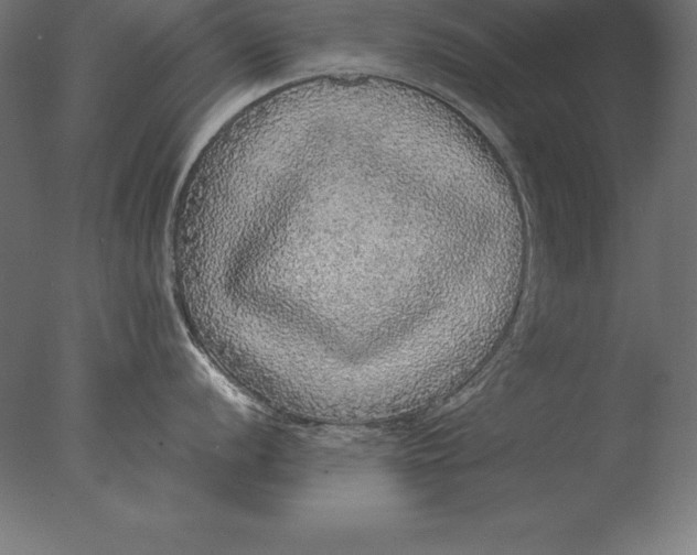 X0000076351056200610201755