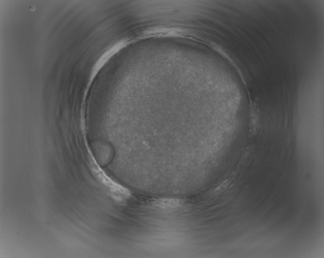 X0000076351090200610201754