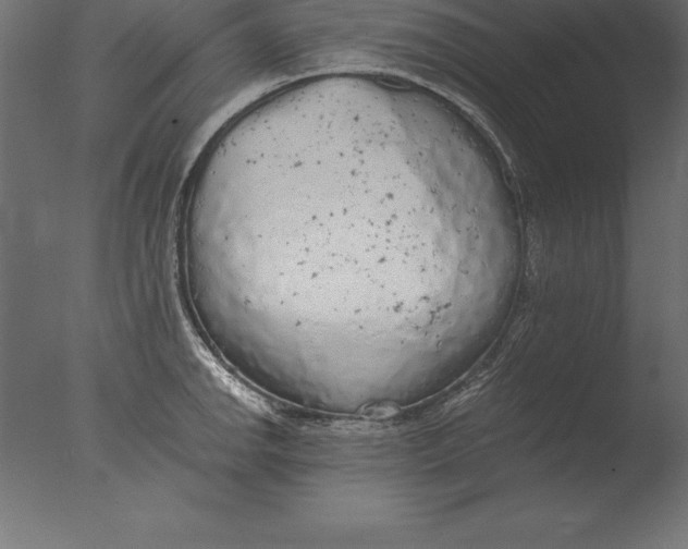 X0000076351142200610201753