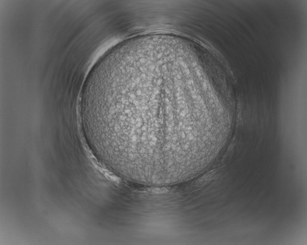 X0000076351190200610201752