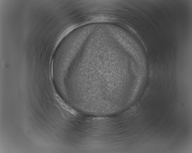 X0000076351227200610201752