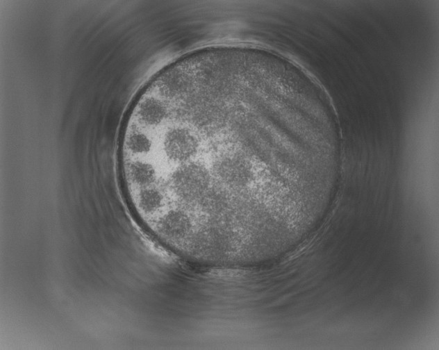 X0000076351237200610201752