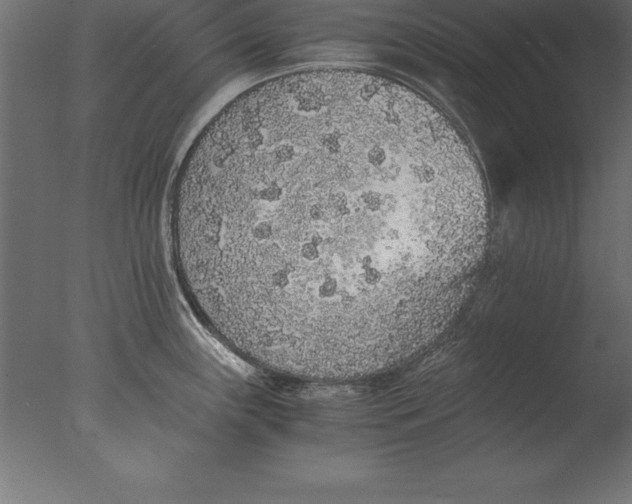 X0000076351243200610201752