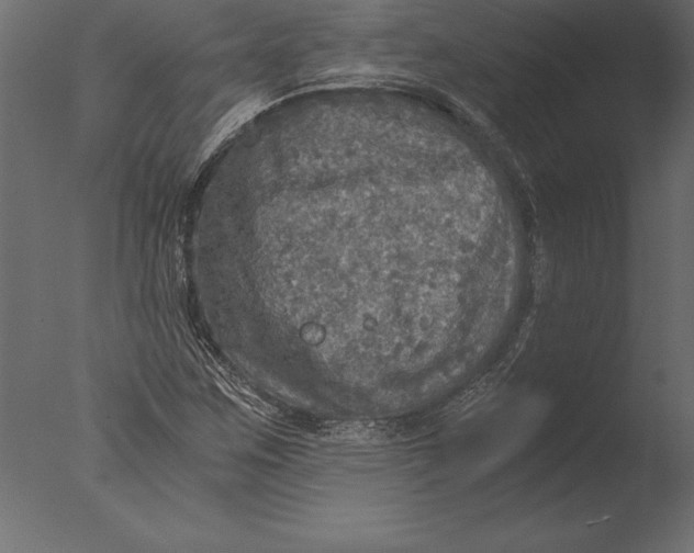 X0000076351259200610201751