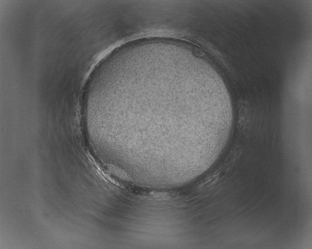 X0000076351264200610201751