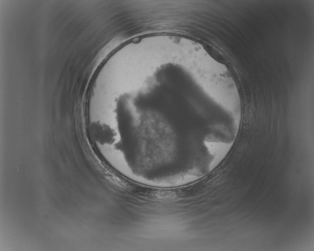 X0000076351291200610201750