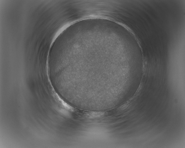 X0000076351294200610201750