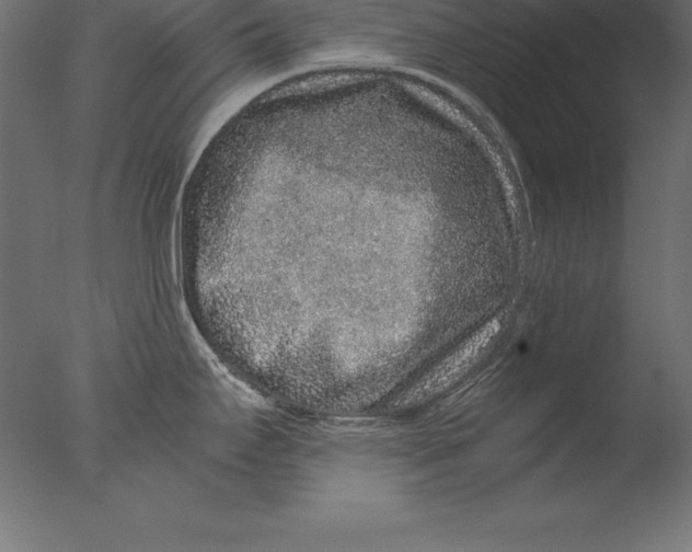 X0000076351295200610201750