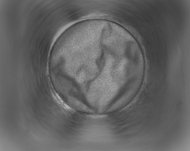 X0000076351296200610201750