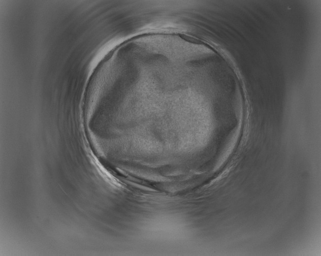 X0000076351344200610201750