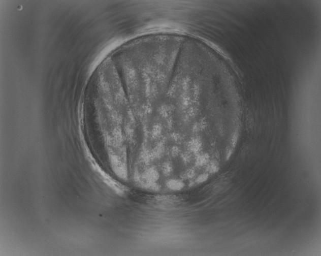 X0000076351383200610201749