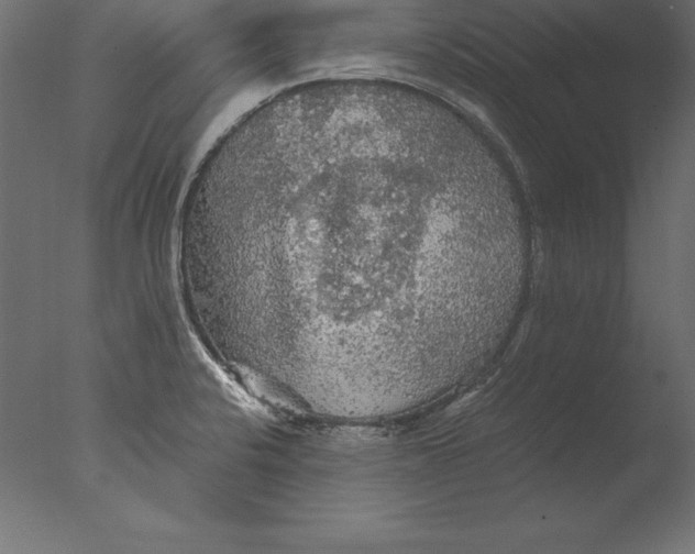 X0000076351424200610201748