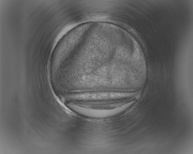 X0000076351432200610201748