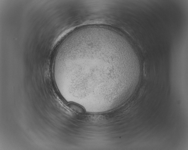 X0000076351452200610201748