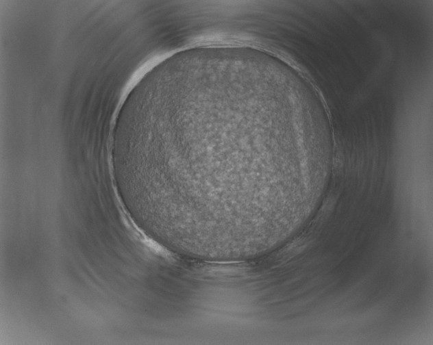 X0000076351486200610201747