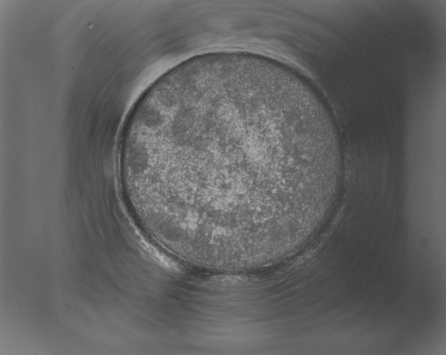 X0000076351517200610201747