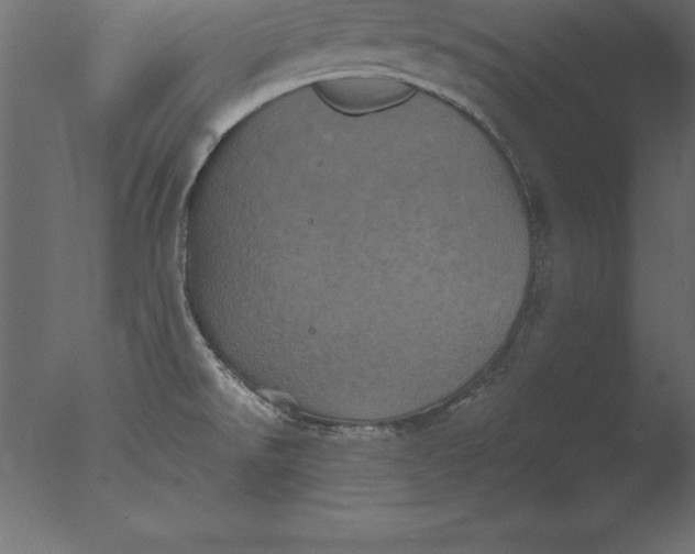 X0000076351526200610201747