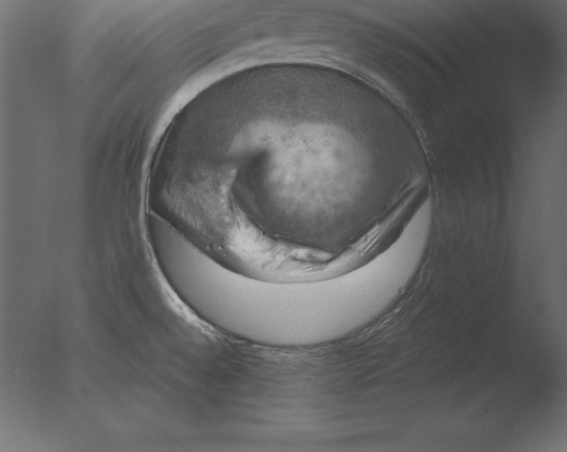 X0000076351528200610201747