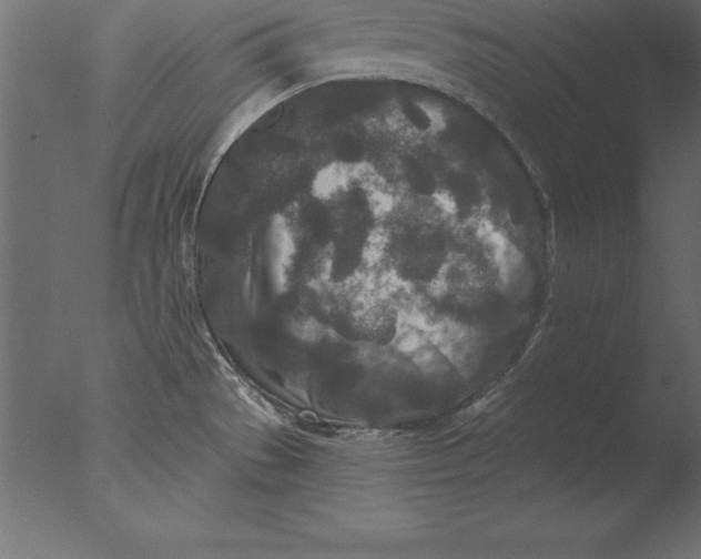 X0000076351529200610201747