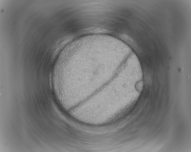 X0000076350014200610272131